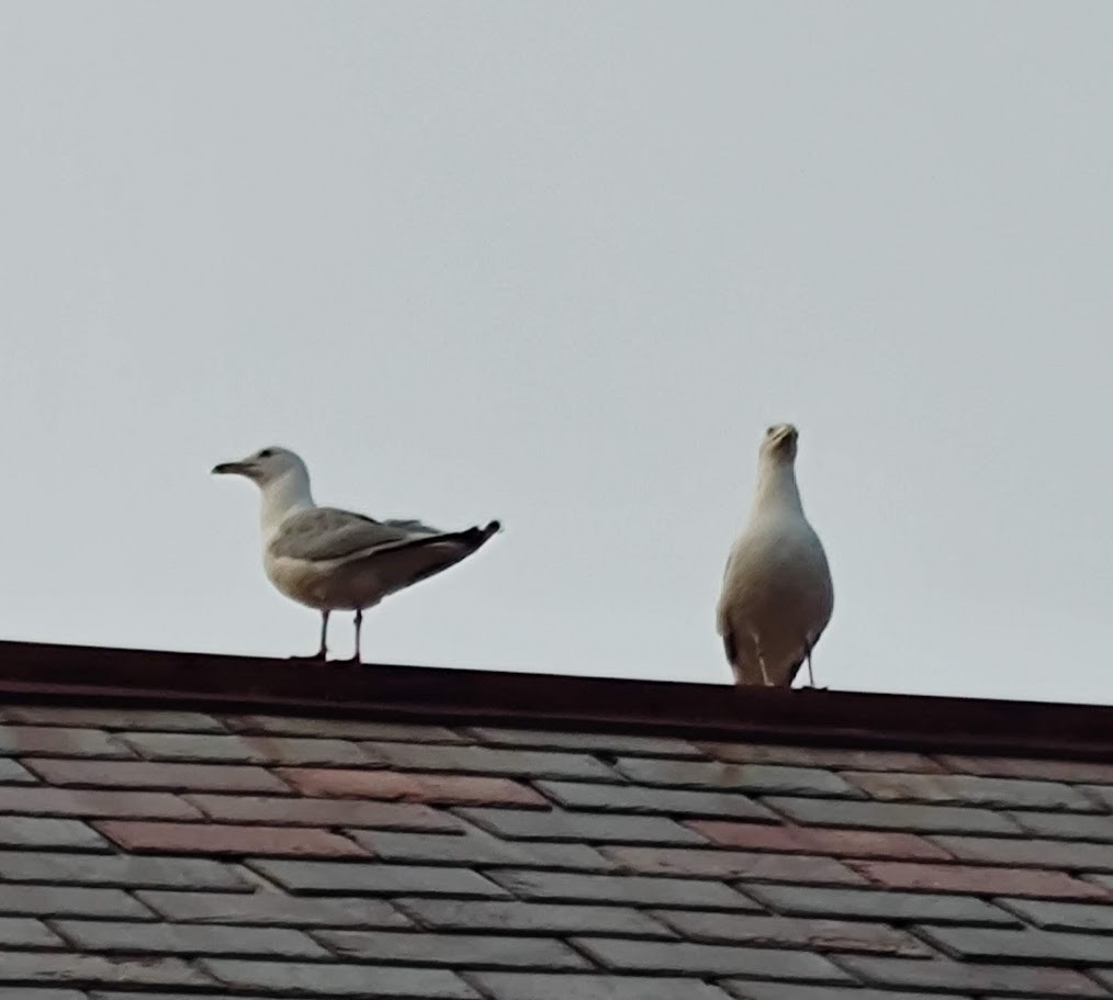 Ring-billed Gull - Ken Chaisson