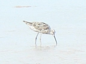 Stilt Sandpiper - ML622080479