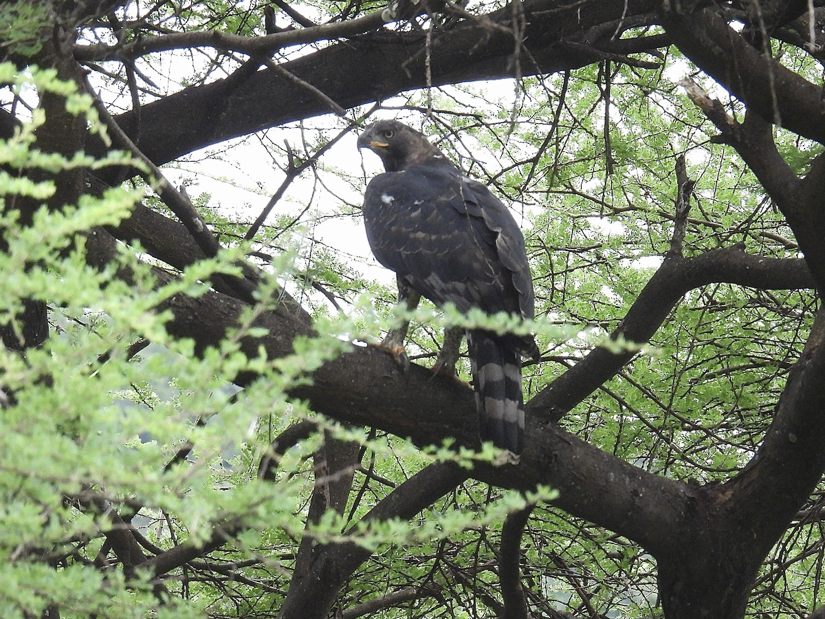 Long-crested Eagle - ML622080482