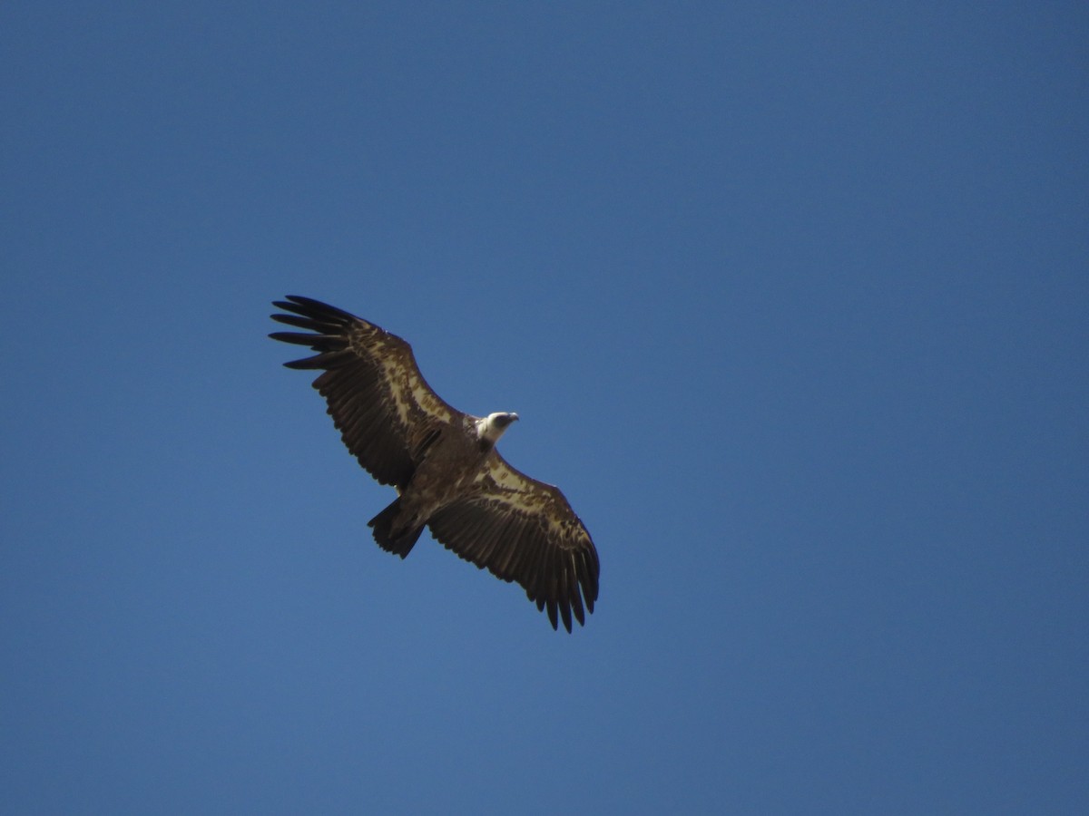 Eurasian Griffon - ML622080483