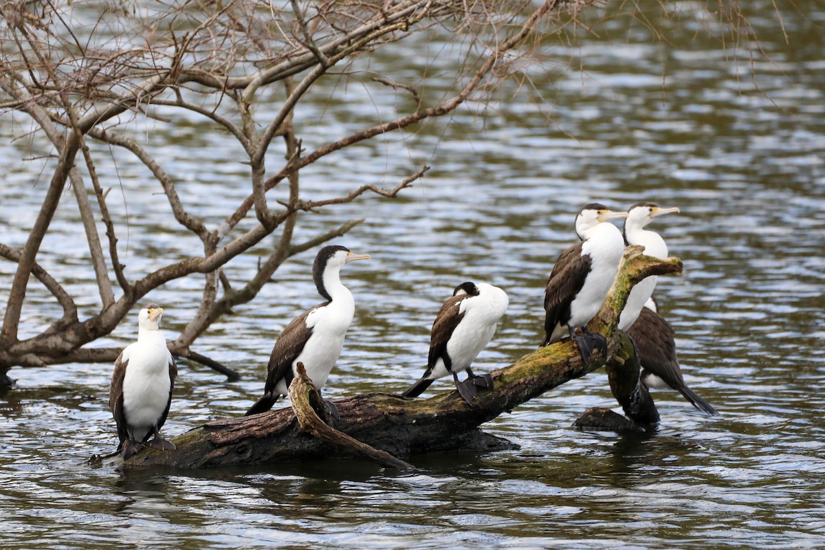 Little Pied Cormorant - ML622080484