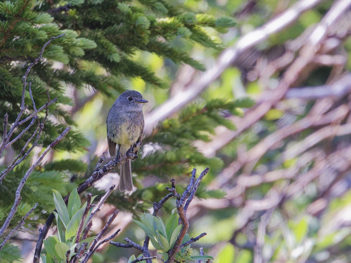 Dusky Flycatcher - ML622080485