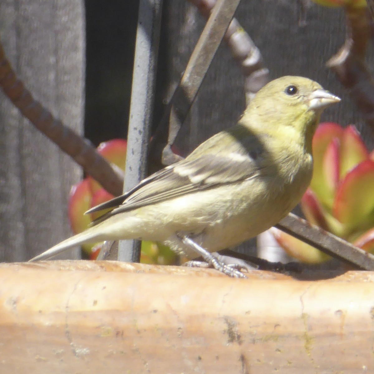 Lesser Goldfinch - ML622080486