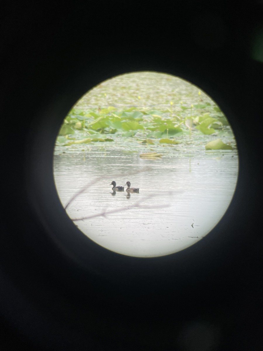 Lesser Scaup - ML622080488