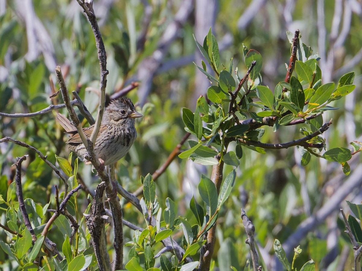 Lincoln's Sparrow - ML622080490