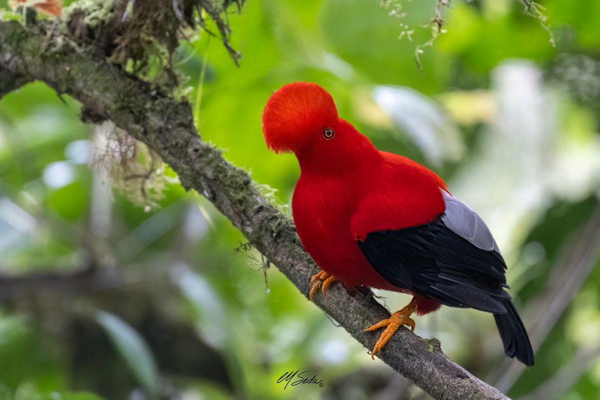 Andean Cock-of-the-rock - ML622080492