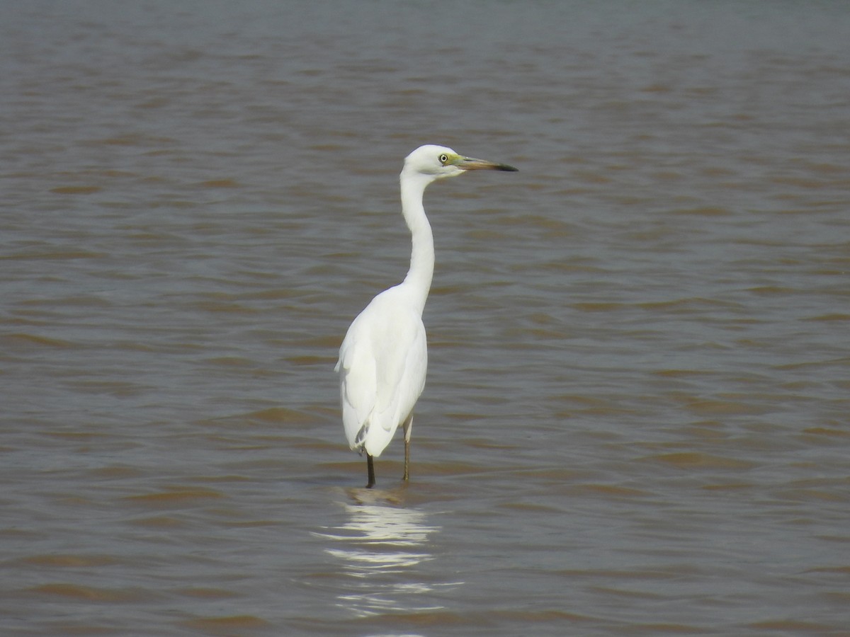 Little Blue Heron - ML622080494