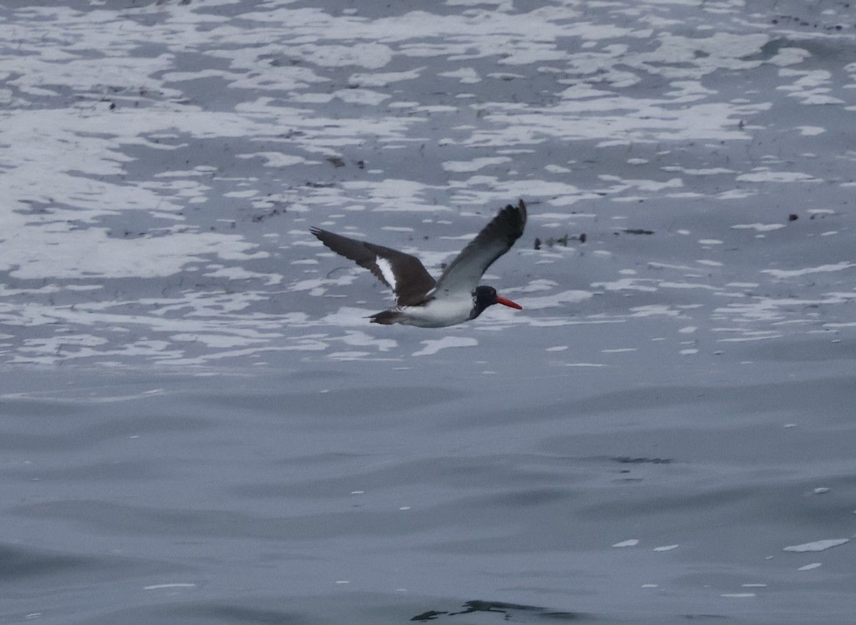 American Oystercatcher - ML622080495