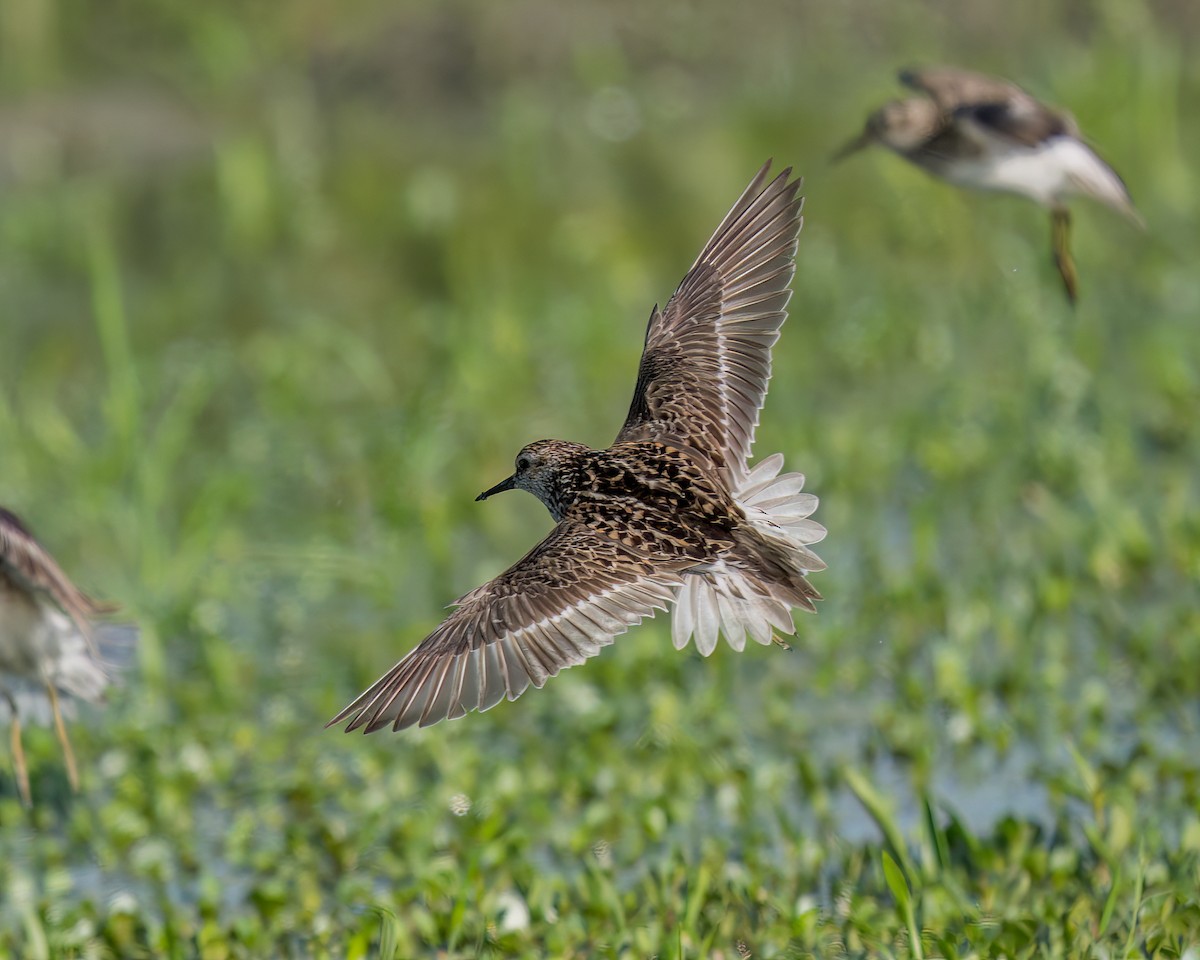 Least Sandpiper - ML622080496