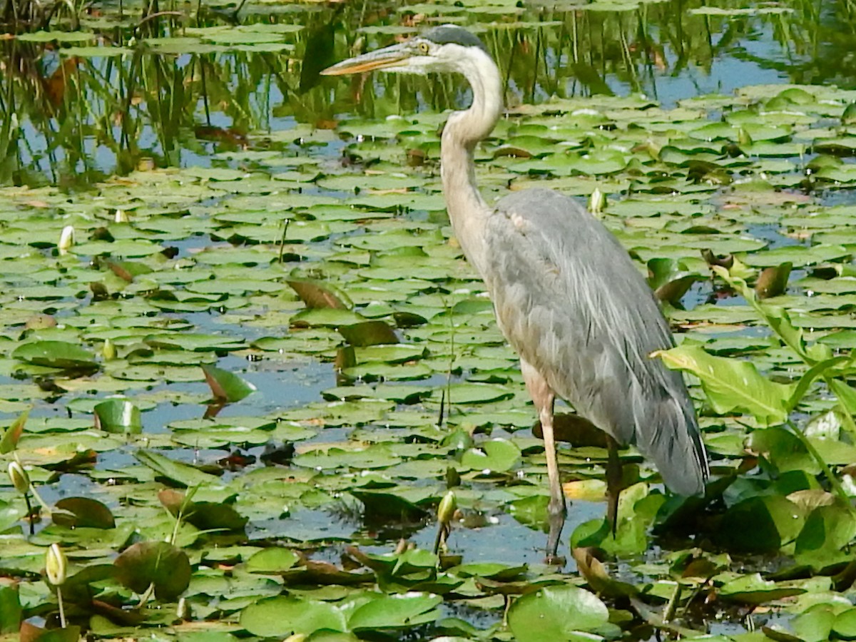 Great Blue Heron - ML622080498