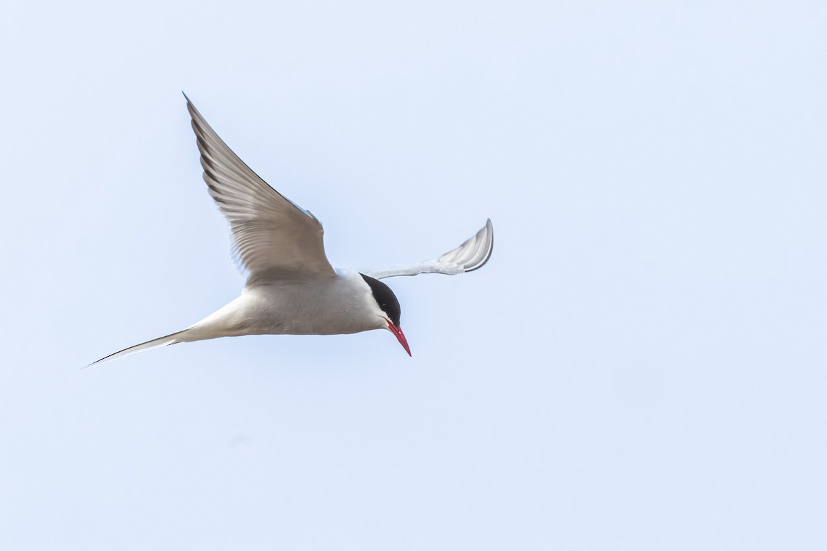 Arctic Tern - ML622080499