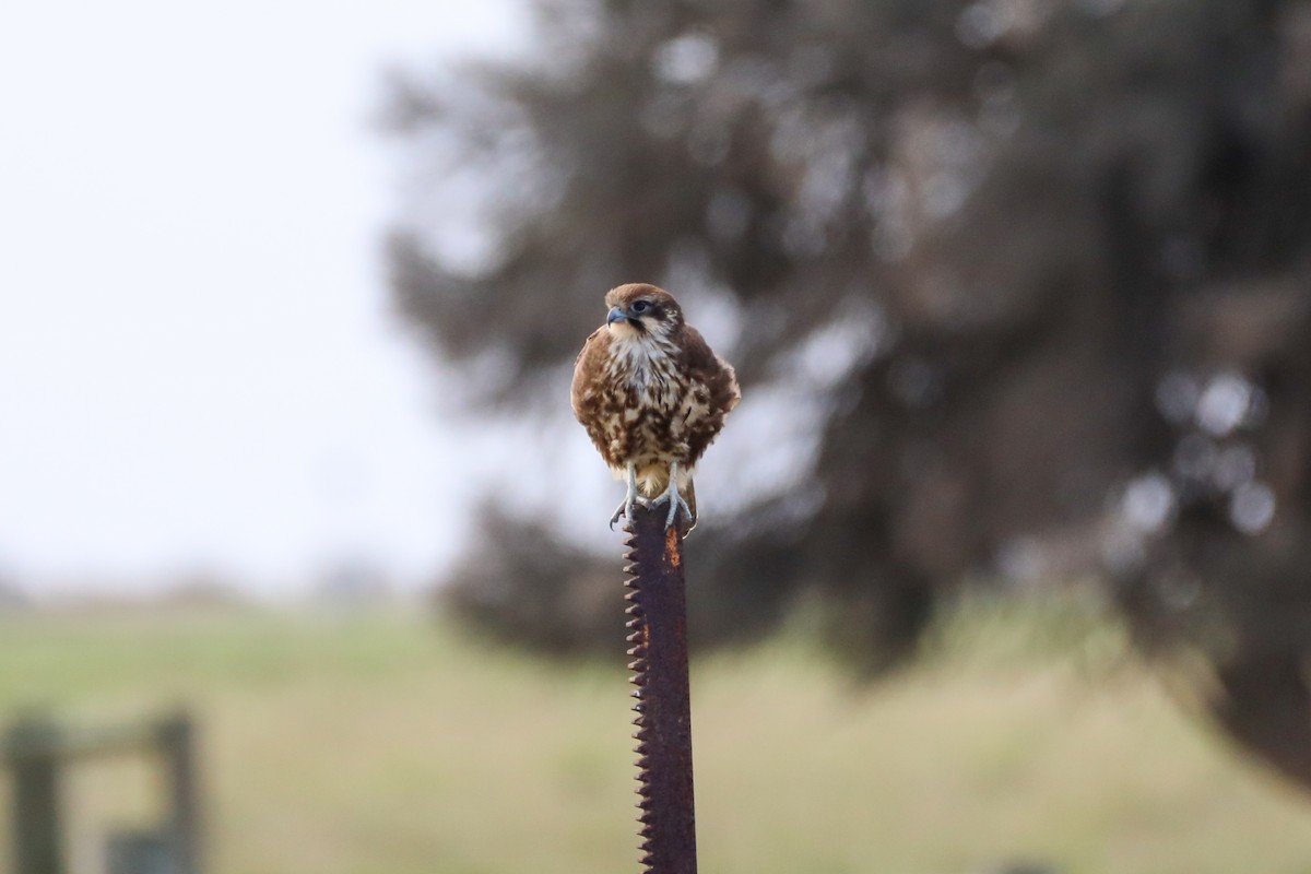 Brown Falcon - ML622080500