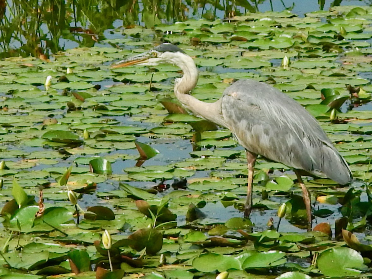 Great Blue Heron - ML622080502