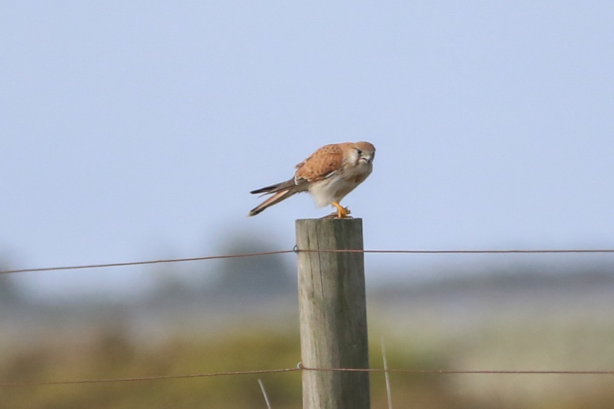 Nankeen Kestrel - ML622080503