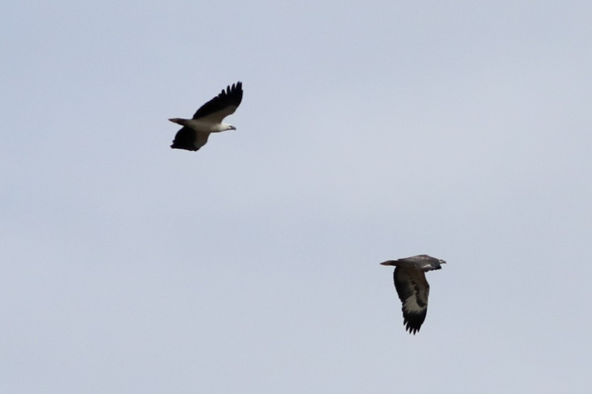 White-bellied Sea-Eagle - ML622080505