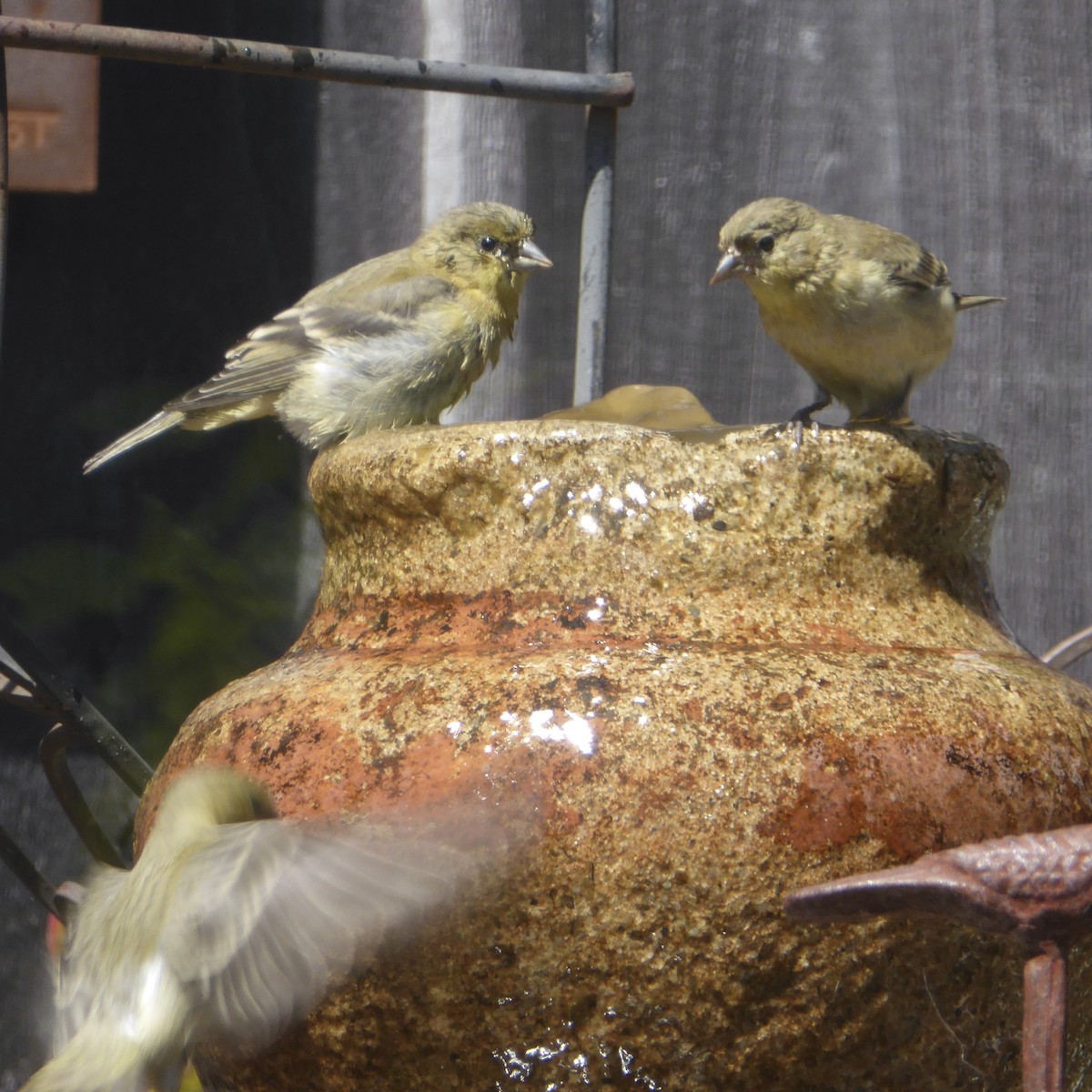 Lesser Goldfinch - ML622080506