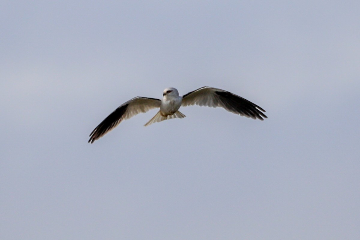 Black-shouldered Kite - ML622080510