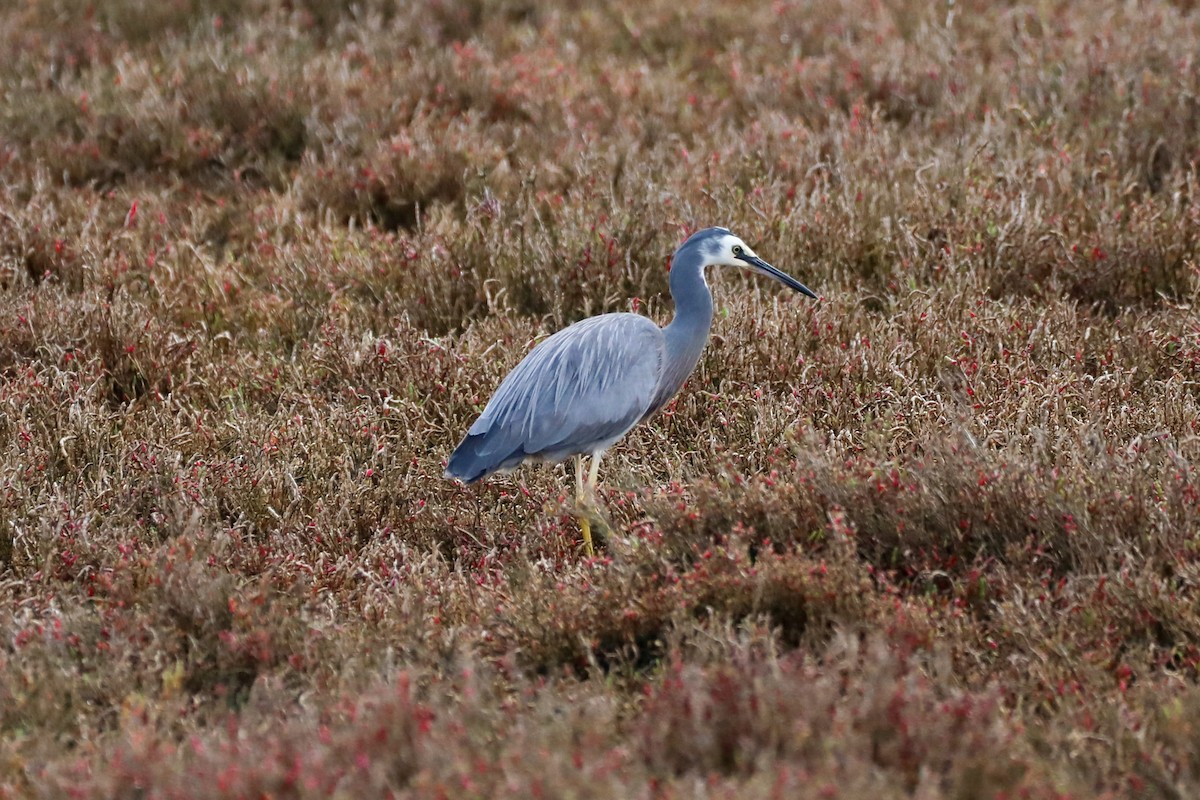 White-faced Heron - ML622080513