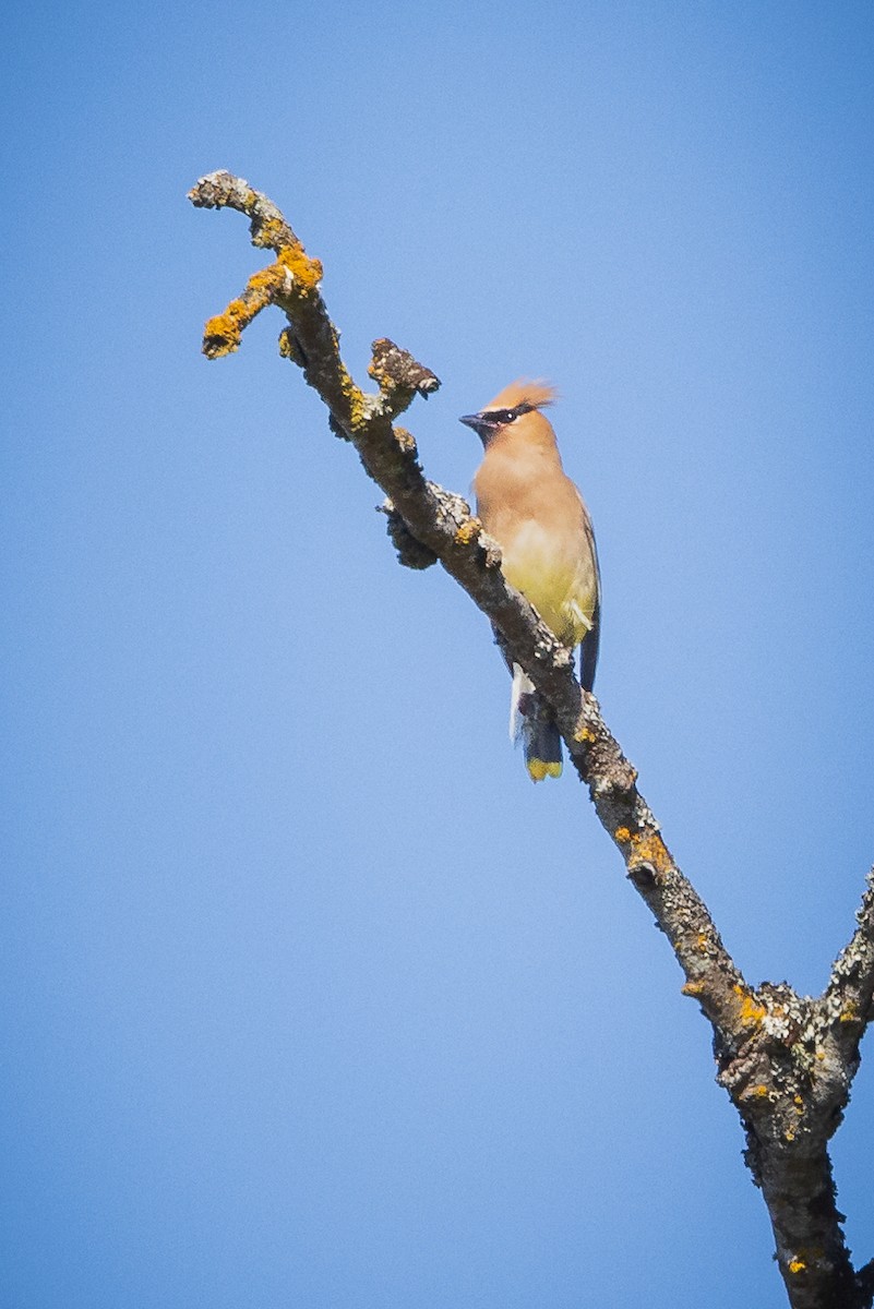 Cedar Waxwing - ML622080514