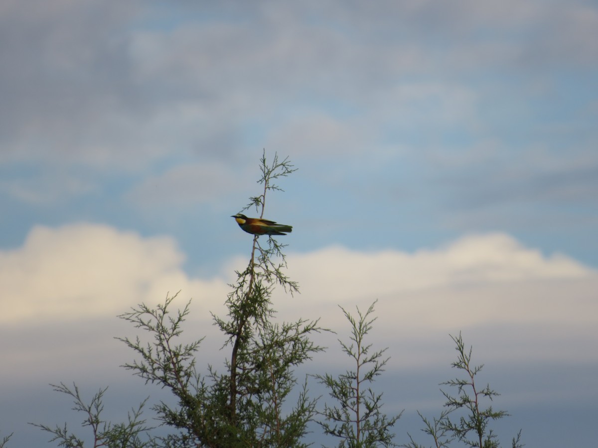 European Bee-eater - ML622080515