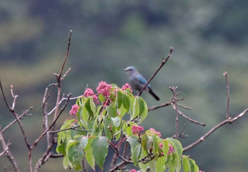 Verditer Flycatcher - ML622080518