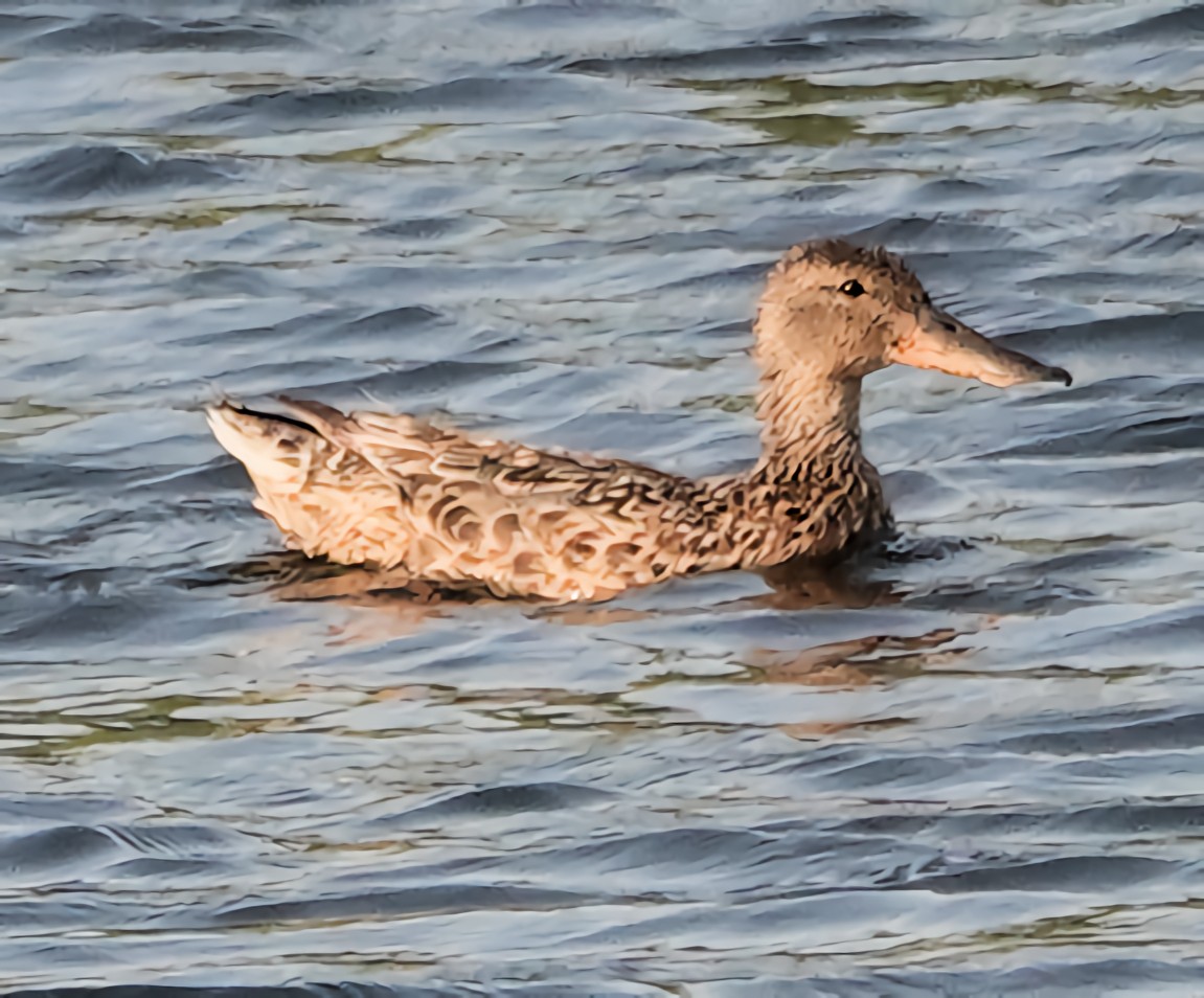 Northern Shoveler - Doug Wassmer