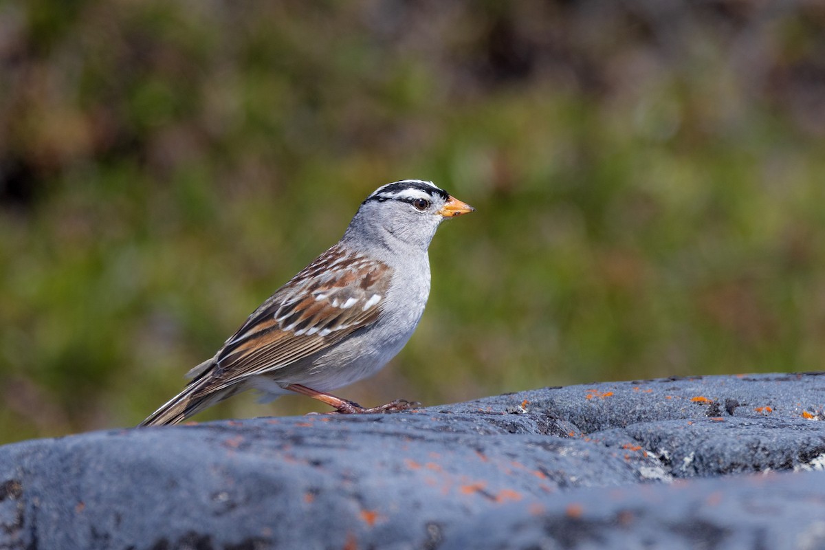 White-crowned Sparrow - ML622080554