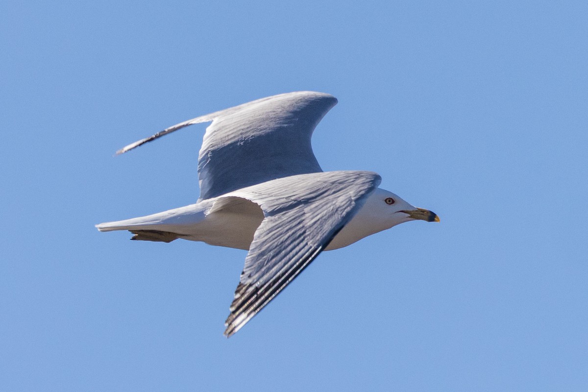 Ring-billed Gull - ML622080556