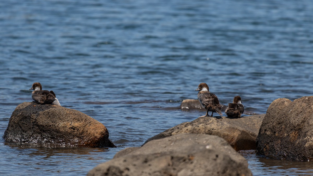 Barrow's Goldeneye - ML622080564