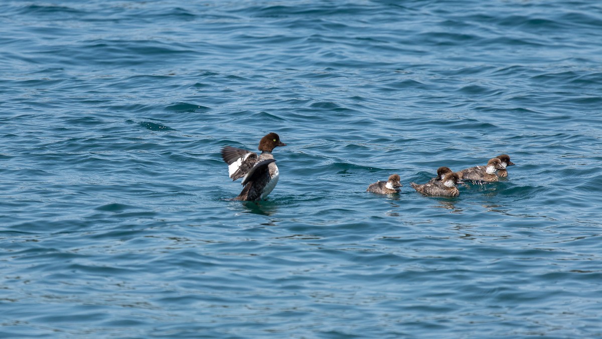 Barrow's Goldeneye - ML622080566