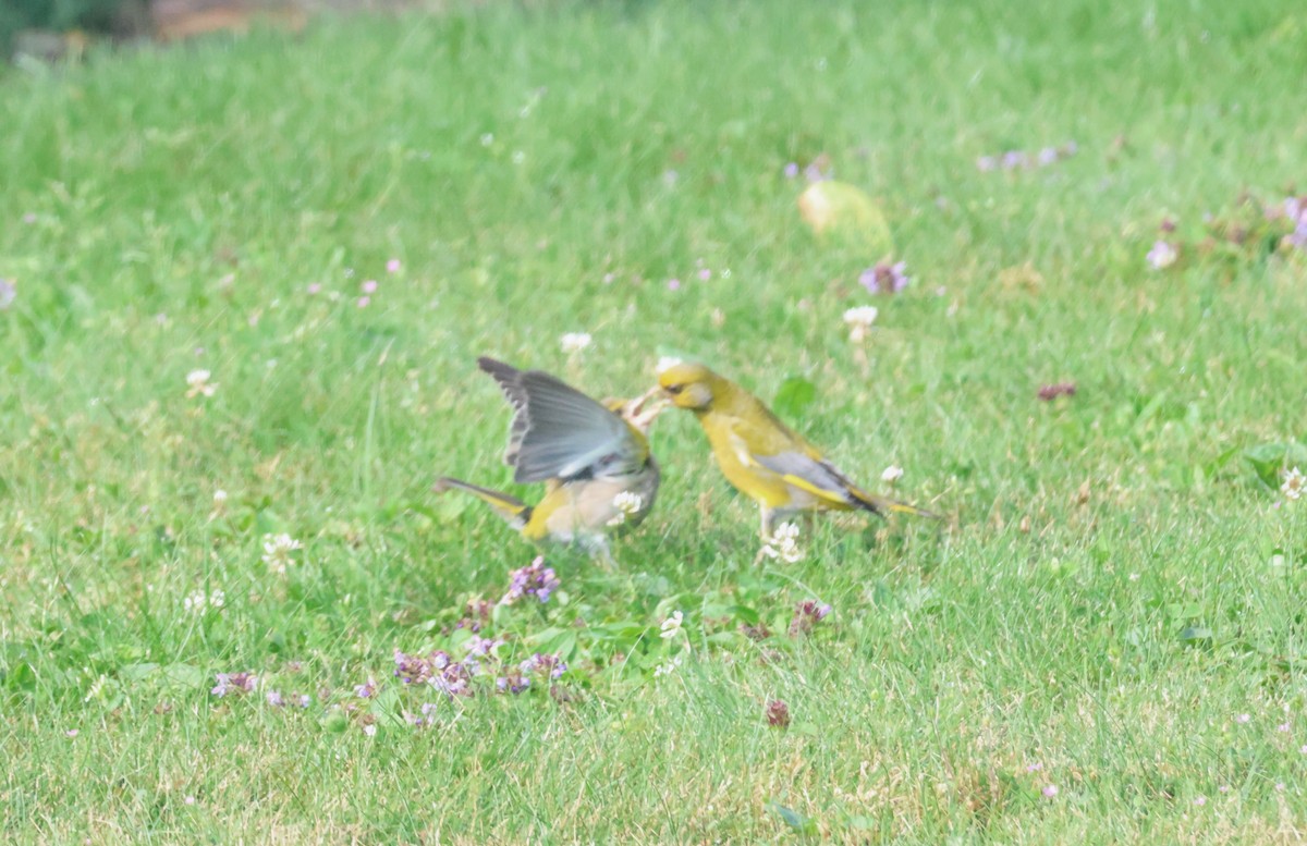 European Greenfinch - ML622080605