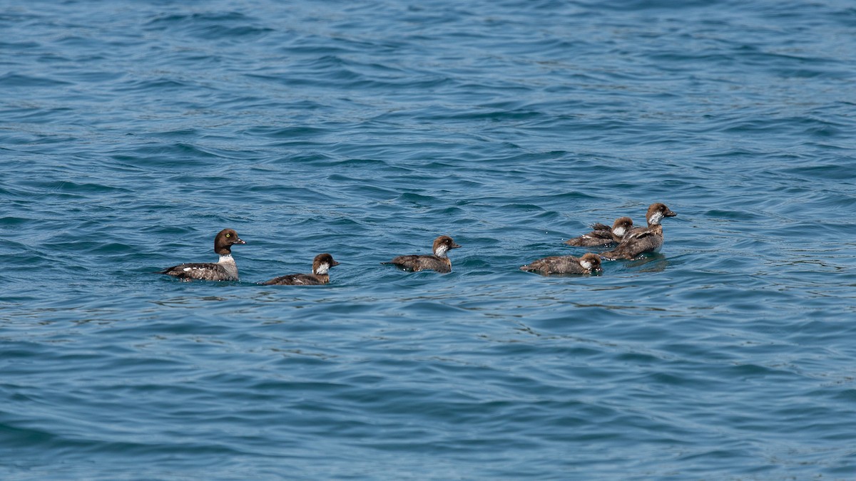 Barrow's Goldeneye - ML622080612