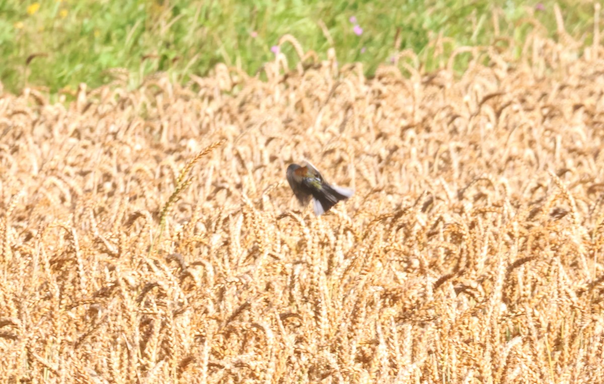 Western Yellow Wagtail (flava) - ML622080691