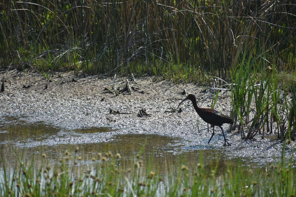 White-faced Ibis - ML622080694