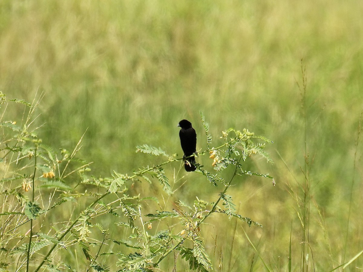 Fan-tailed Widowbird - ML622080698