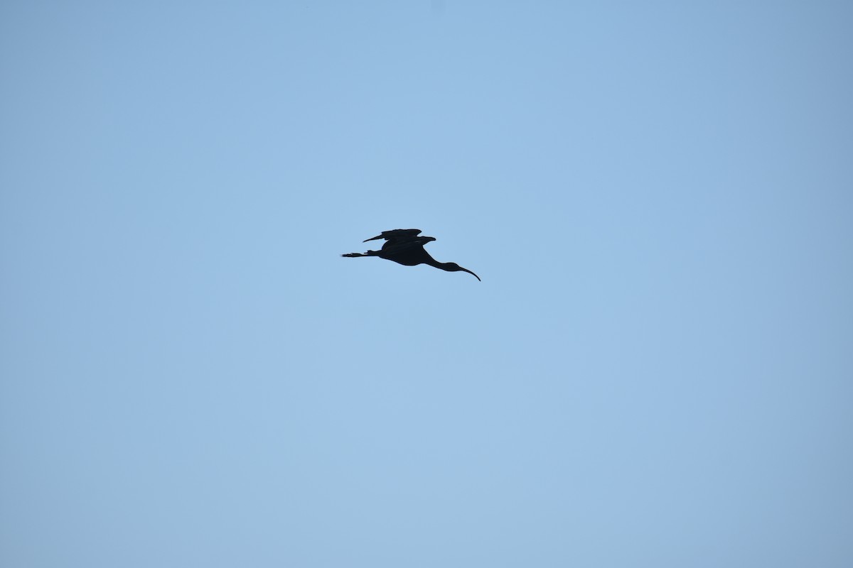 White-faced Ibis - ML622080704