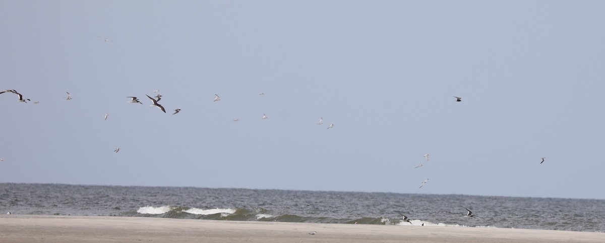 Least Tern - ML622080709