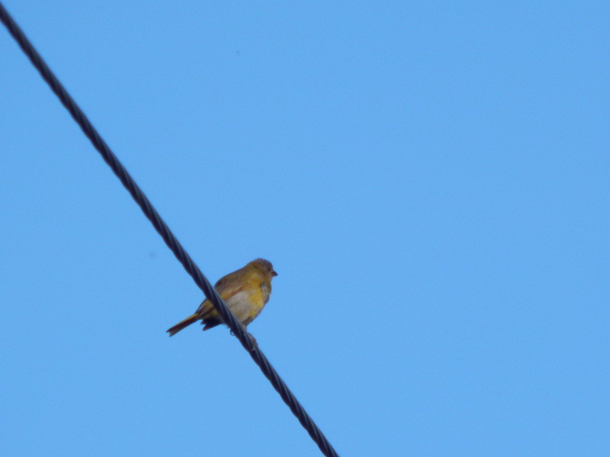 Saffron Finch - ML622080710