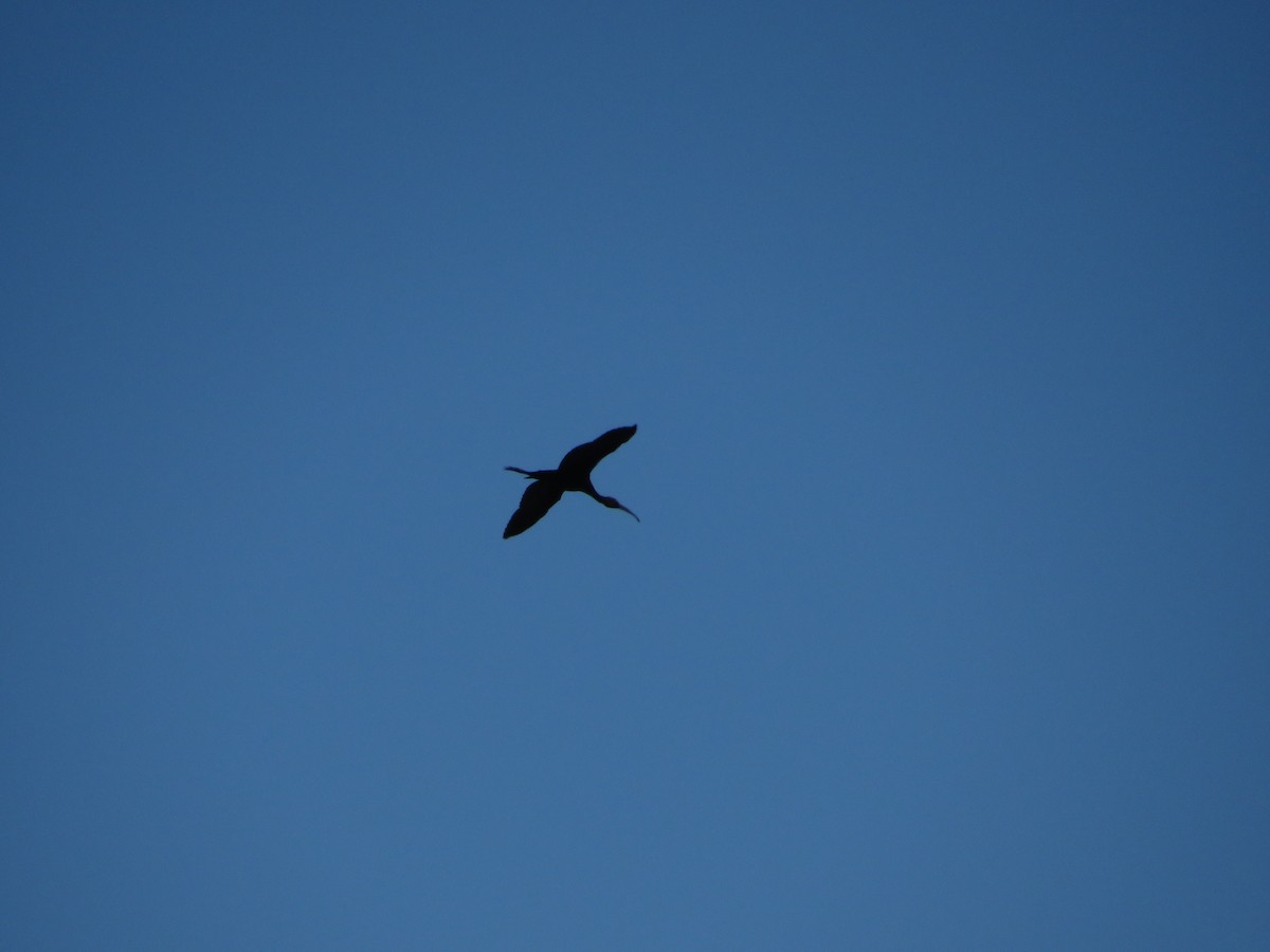 Glossy Ibis - ML622080712