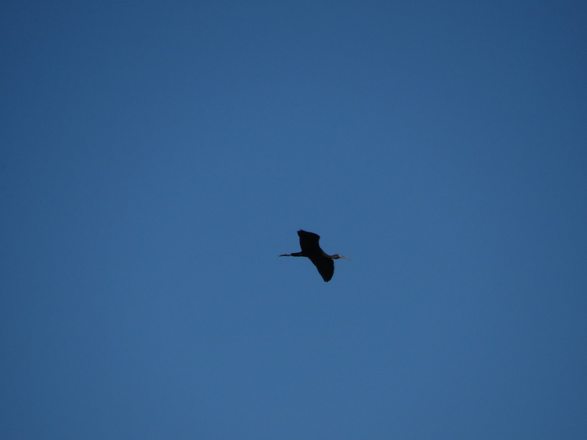 Glossy Ibis - Samuel de la Calle San José