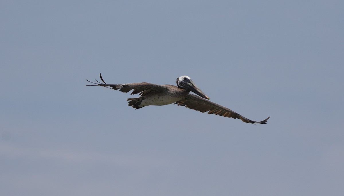 Brown Pelican - ML622080714