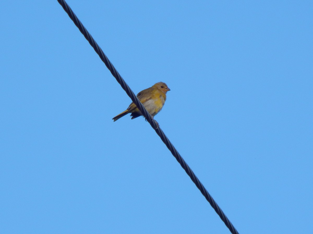 Saffron Finch - ML622080715