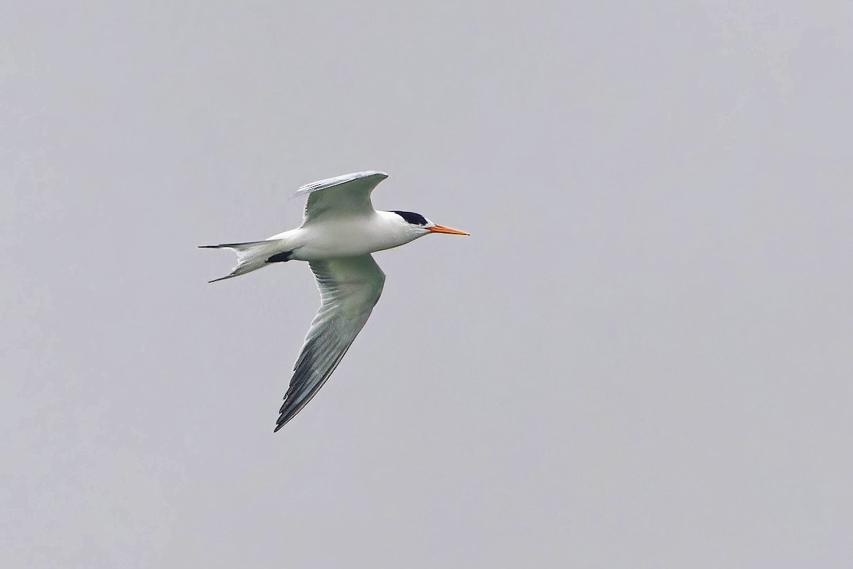 Elegant Tern - ML622080716