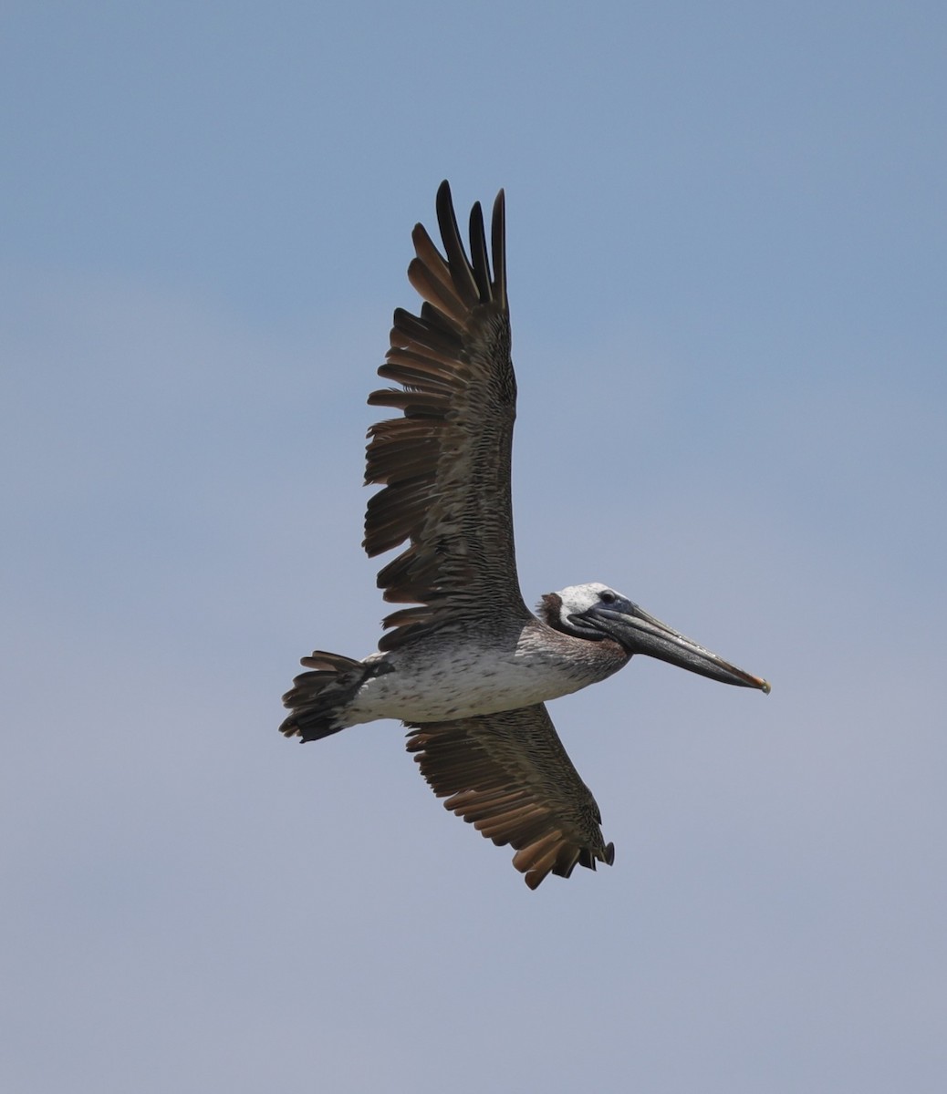 Brown Pelican - ML622080717