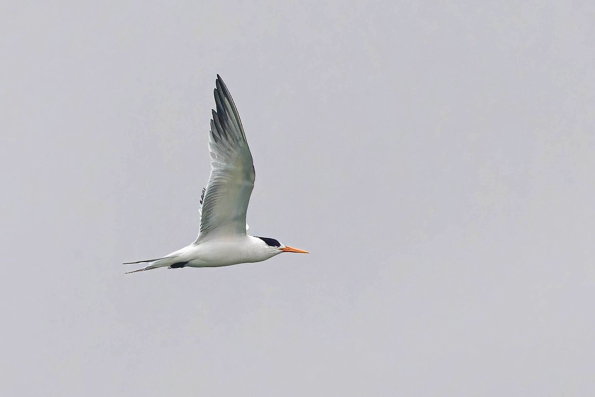 Elegant Tern - ML622080718