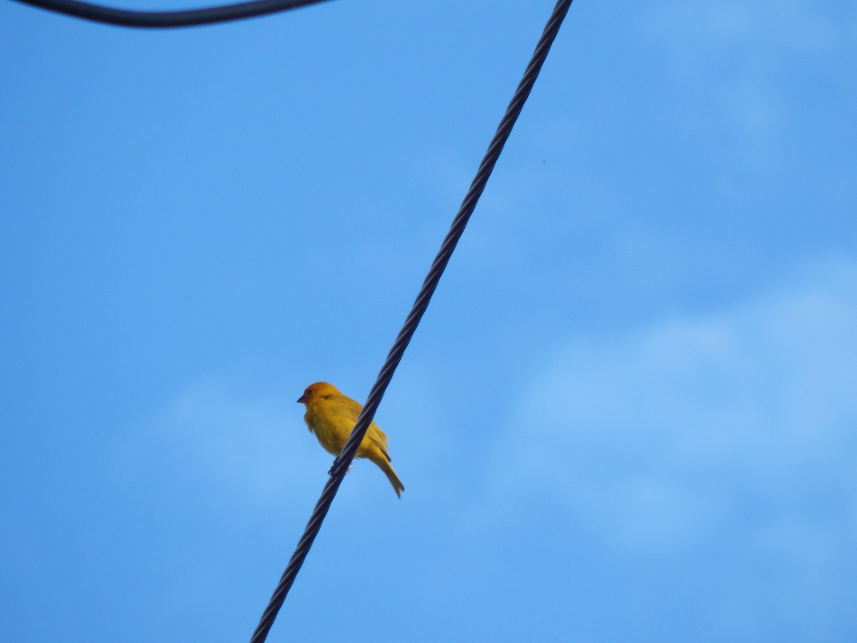 Saffron Finch - ML622080719