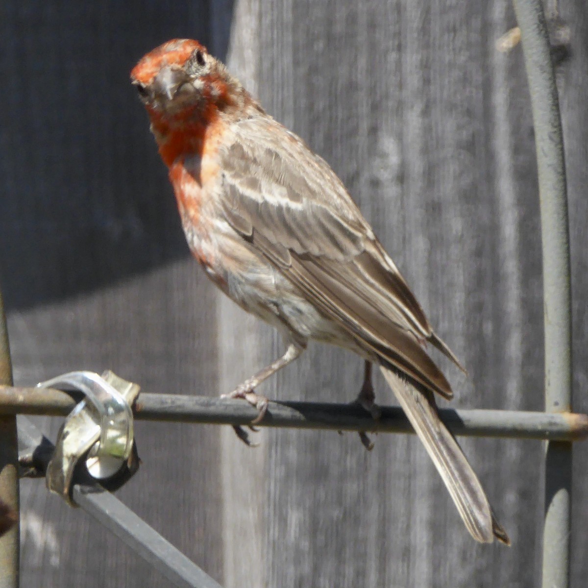 House Finch - ML622080721