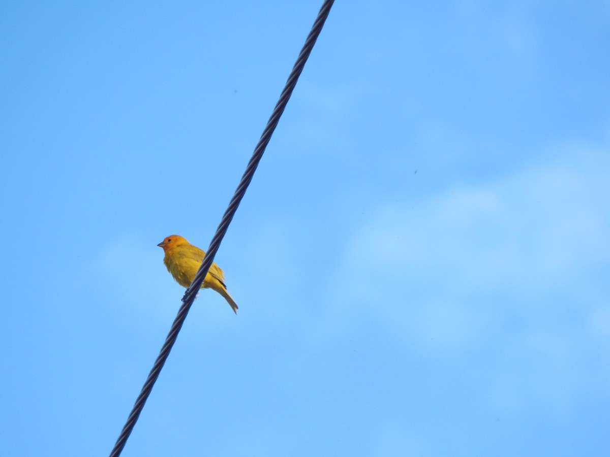 Saffron Finch - Julian Hernández Vega