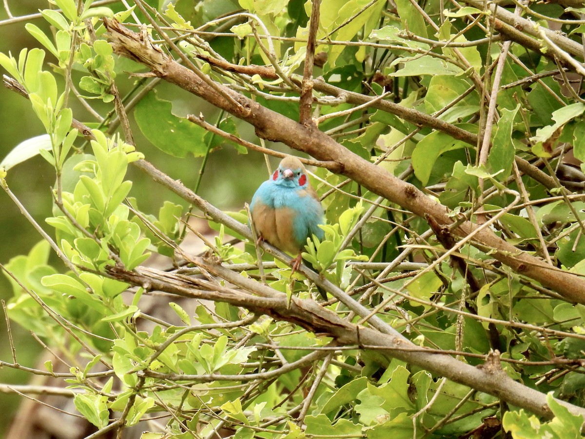 Red-cheeked Cordonbleu - ML622080723