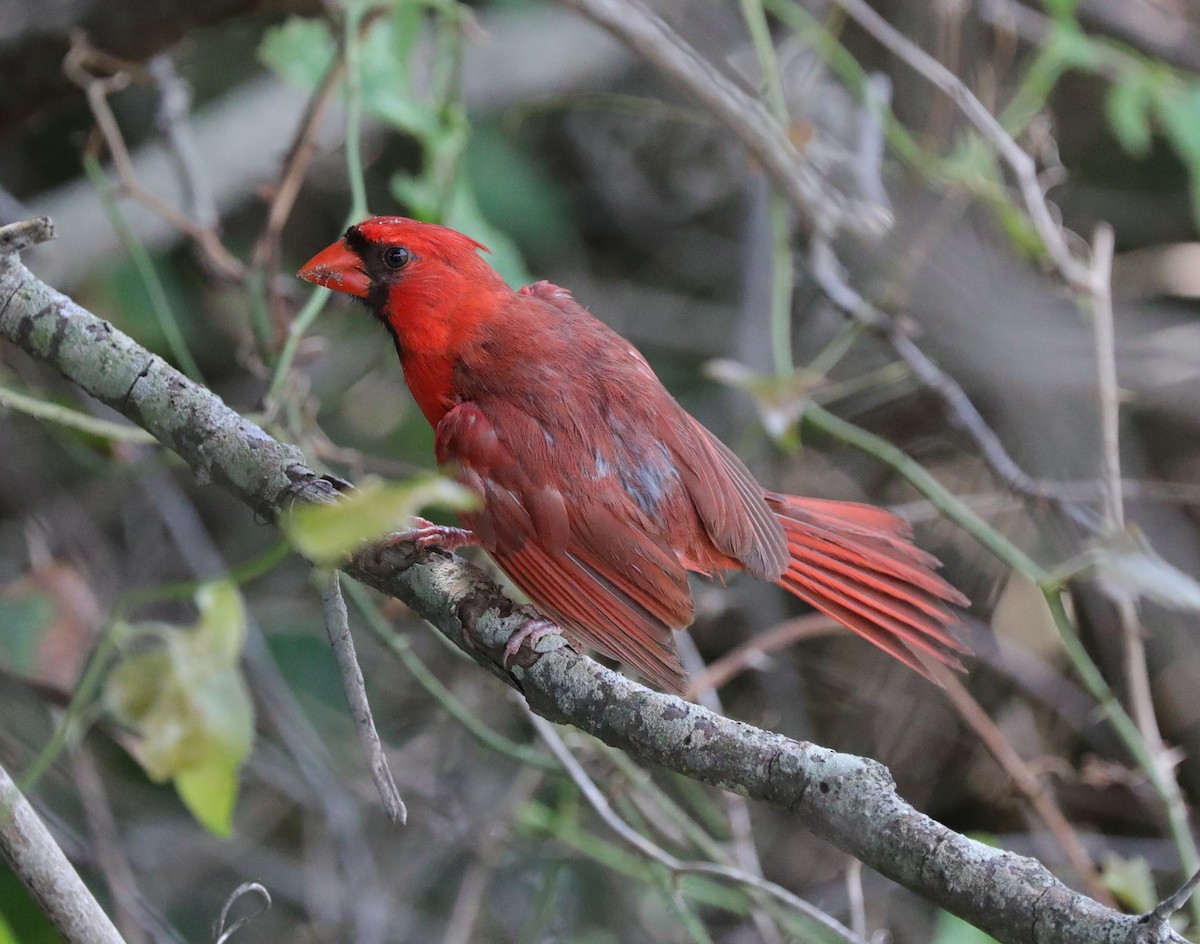 Northern Cardinal - ML622080724